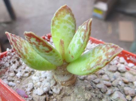 adromischus trigynus