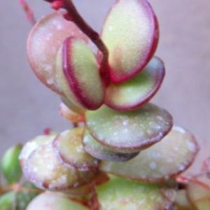 adromischus subdistichus