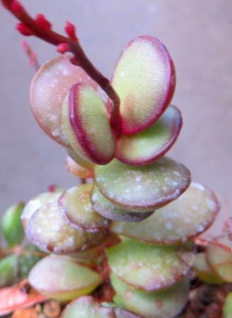 adromischus subdistichus
