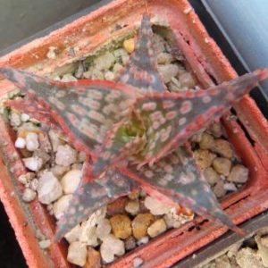 aloe hybrid