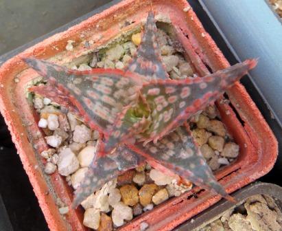 aloe hybrid