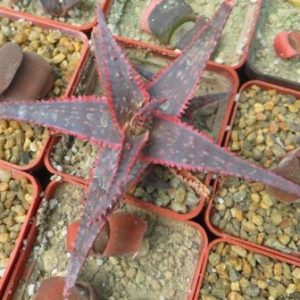 aloe hybrid