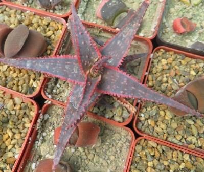 aloe hybrid