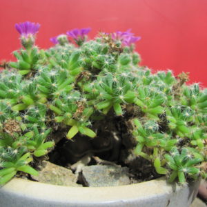 Trichodiadema  densum