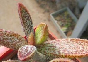 adromischus marianiae hybrid