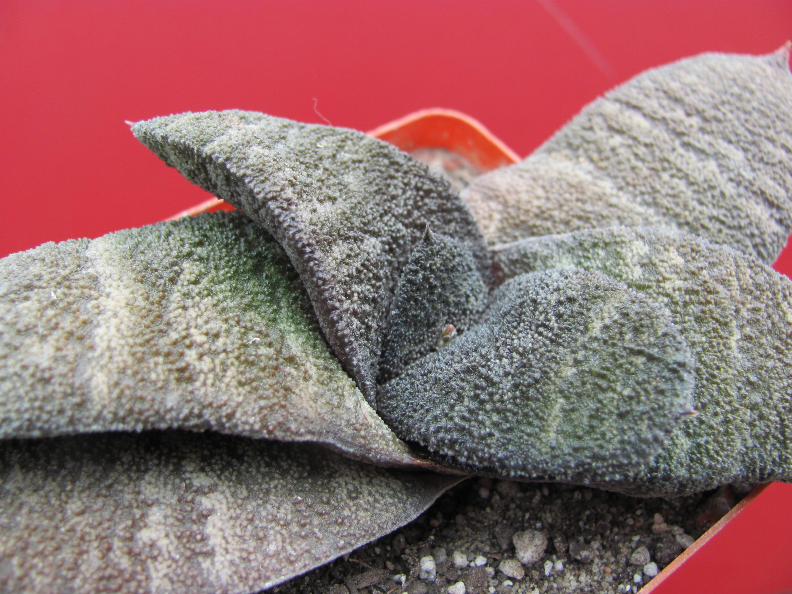 Gasteria   Barberton