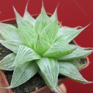 Haworthia    Grey  Ghost   variegata