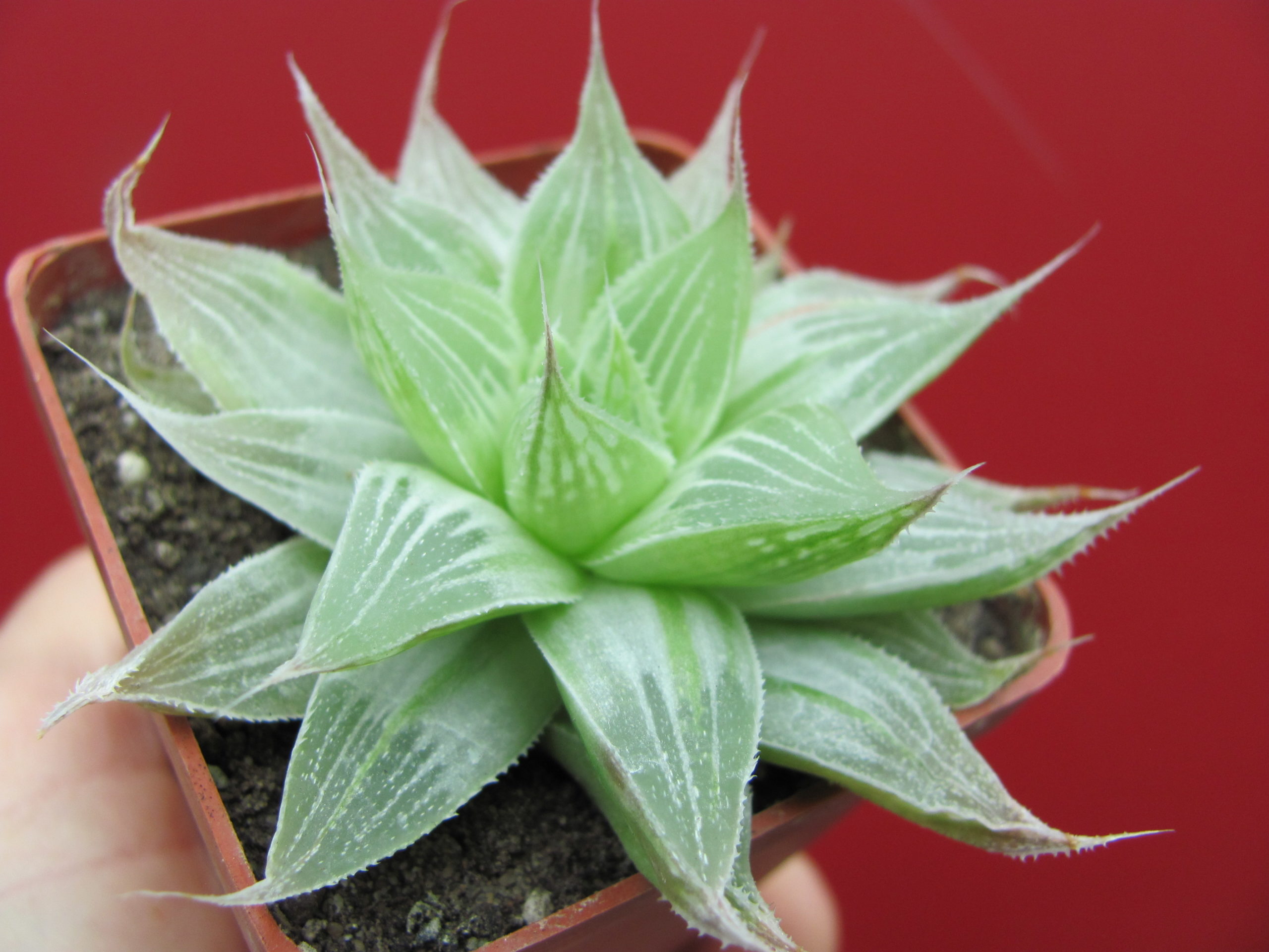 Haworthia    Grey  Ghost   variegata