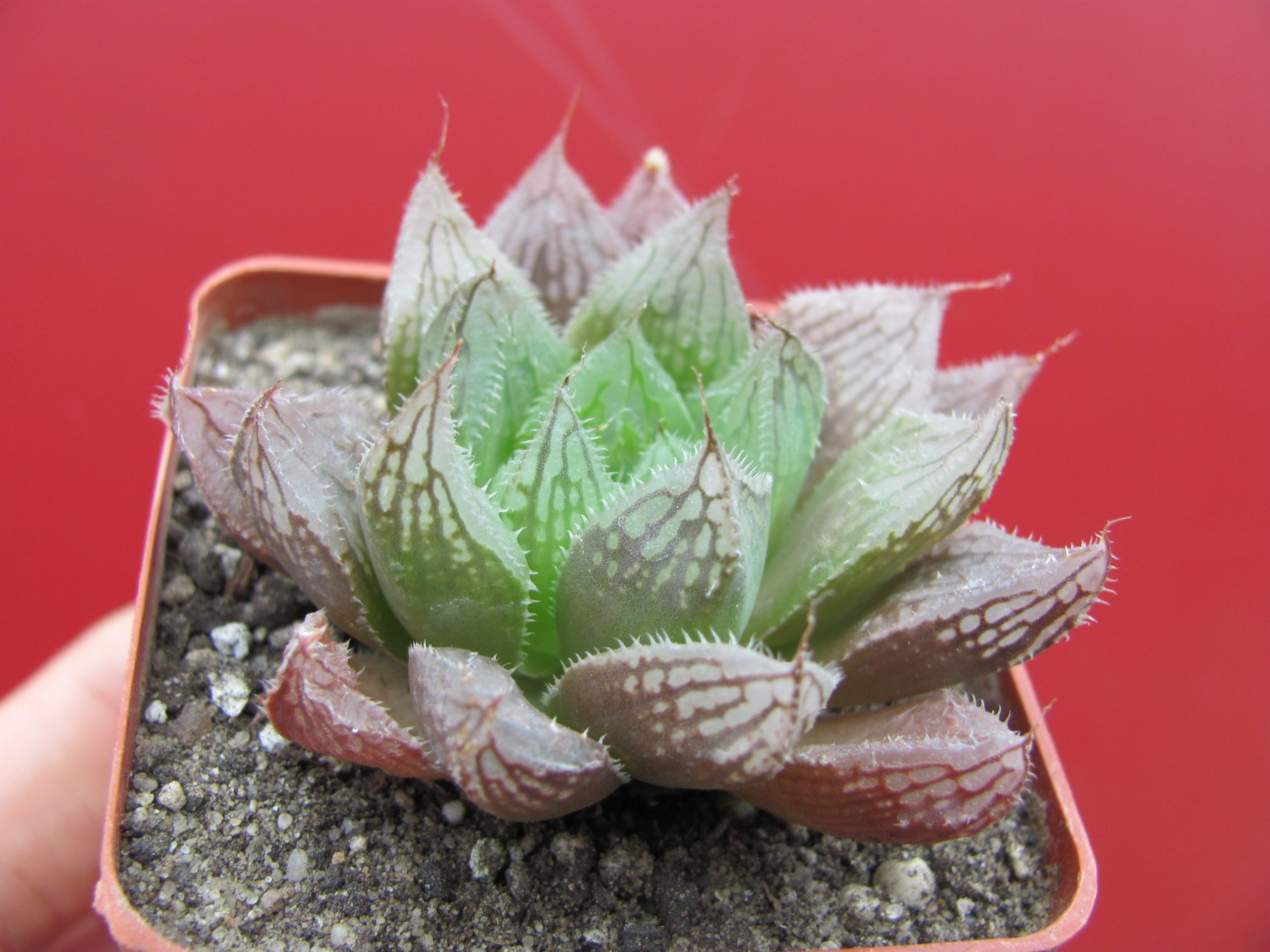 Haworthia   olasonii