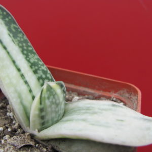 Gasteria   obtusa  variegata