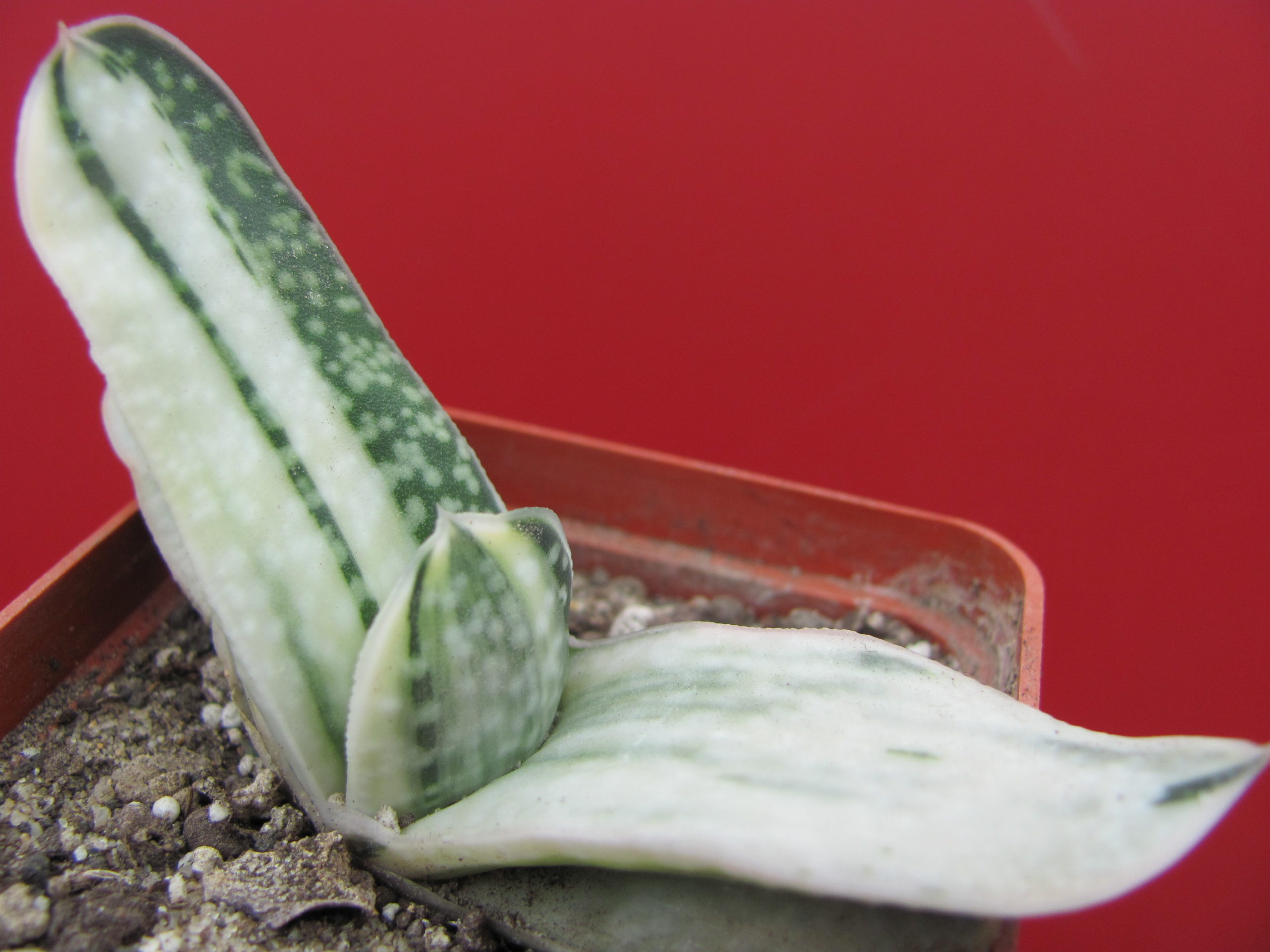 Gasteria   obtusa  variegata