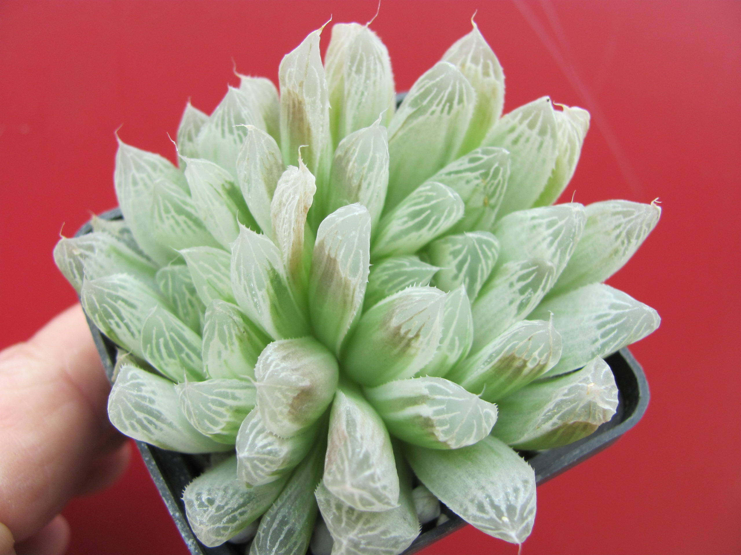 Haworthia   cooperi   variegata