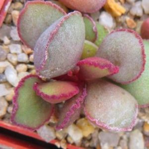 adromischus marianiae aurus hybrid
