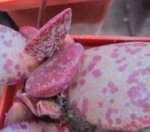 Adromischus triginus rupicola