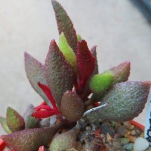 adromischus marianae herrei vaalkraans