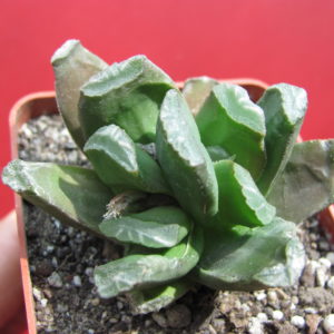 Haworthia   truncata  hybr.