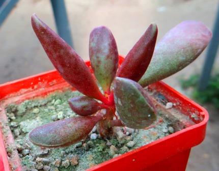 adromischus marianiae hybrid