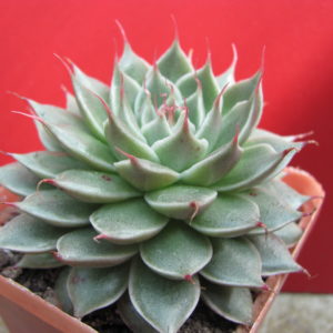 Graptopetalum  *Silver  Star*