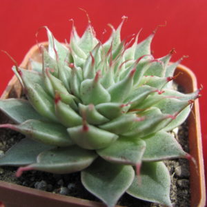 Graptopetalum   *Silver  Star*