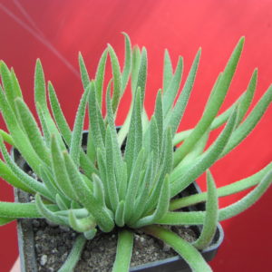 Crassula  hirta   *Mossel  Bay*