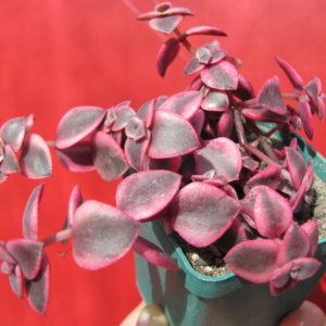 Crassula  pellucida  variegata