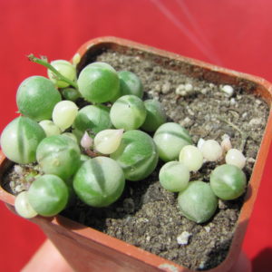 Senecio  rowleyanus   variegata
