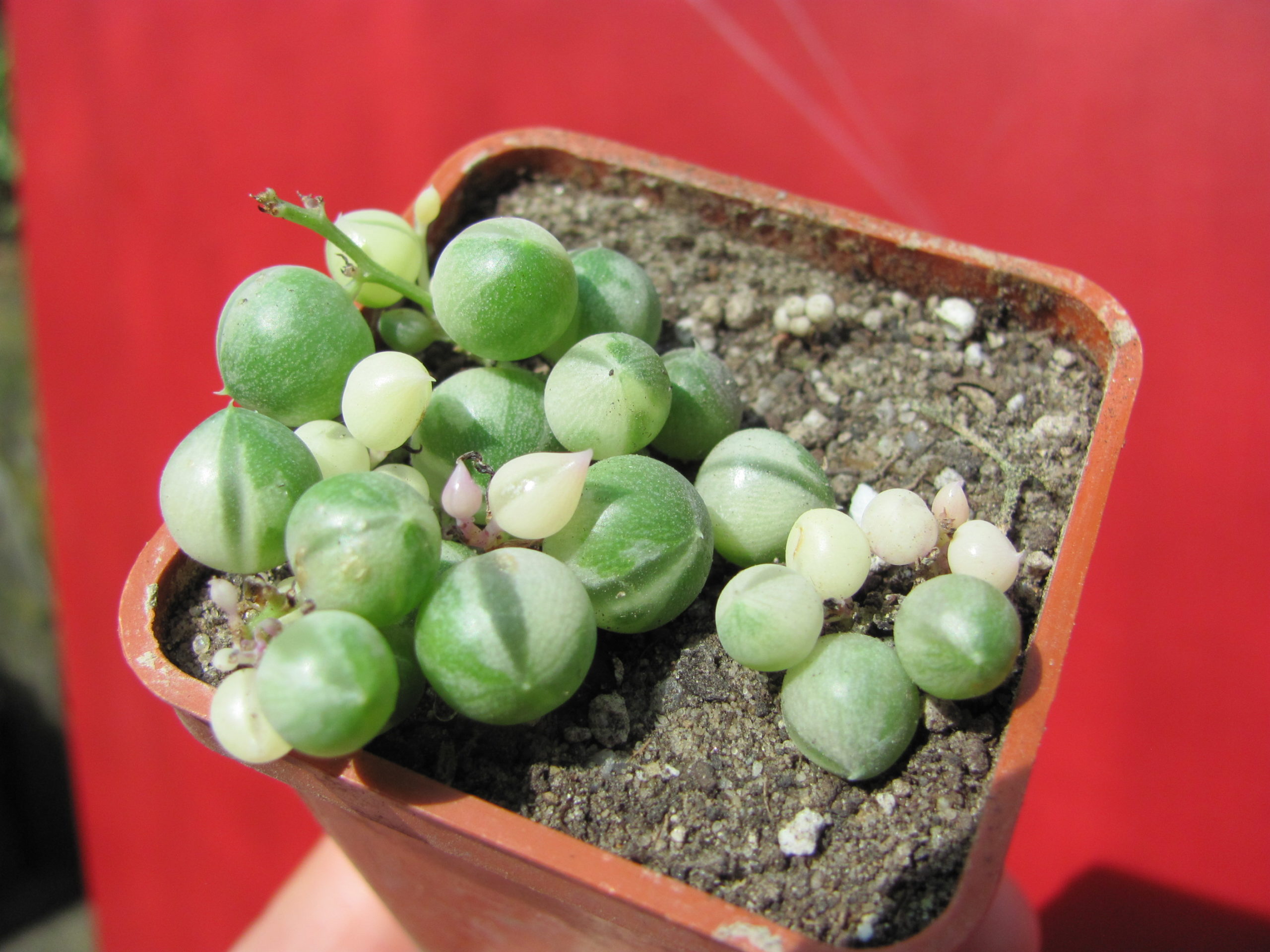 Senecio  rowleyanus   variegata