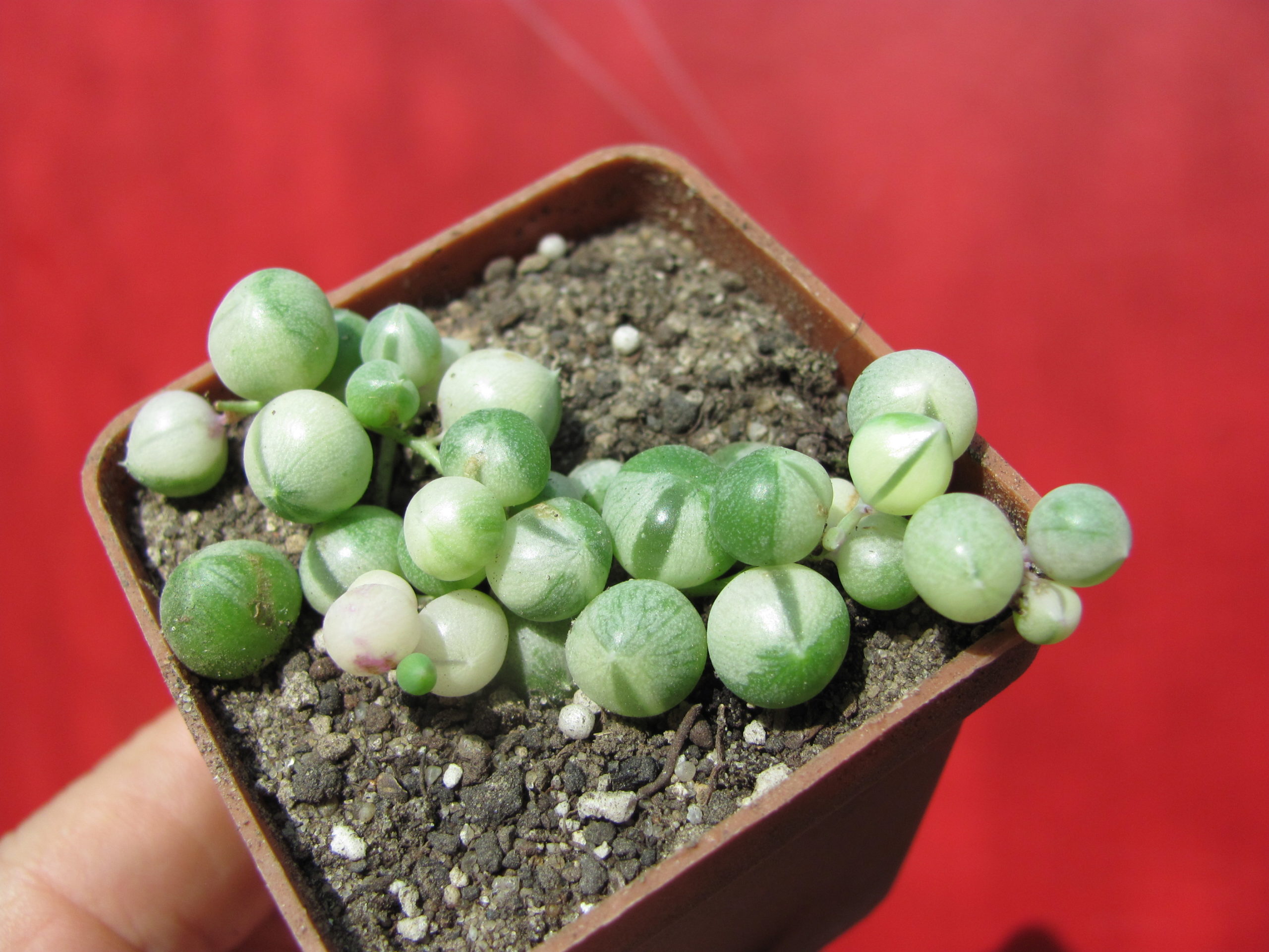 Senecio   rowleyanus   variegata