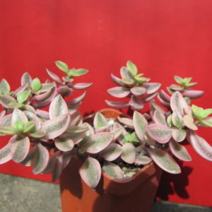 Crassula   volkensii   variegata