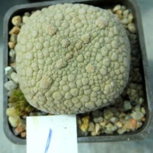 pseudolithos eylensis 1