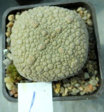 pseudolithos eylensis 1