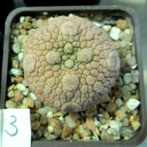 pseudolithos eylensis 3