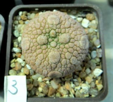 pseudolithos eylensis 3