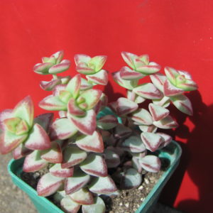 Crassula   perforata    *Aiboshi*