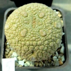 pseudolithos eylensis 5