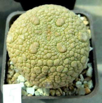 pseudolithos eylensis 5