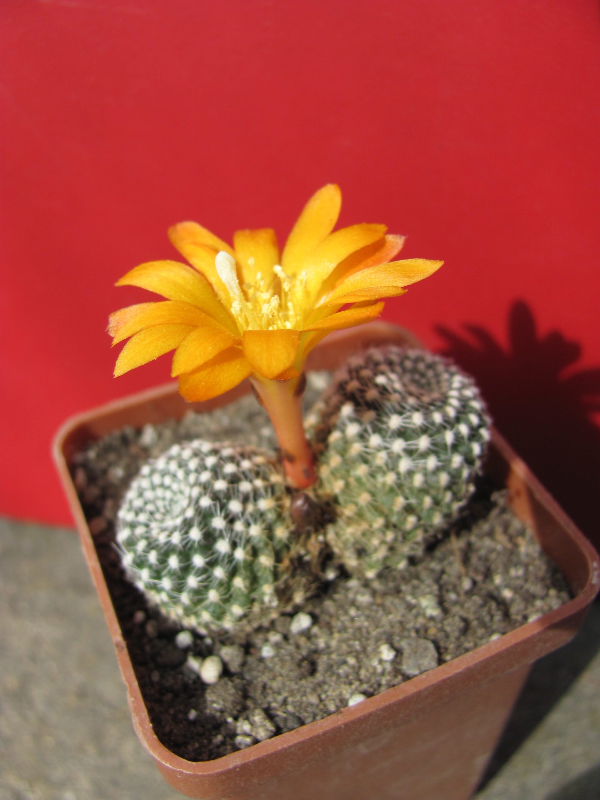Rebutia    krainziana   aureiflora