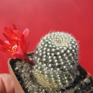 Rebutia   krainziana