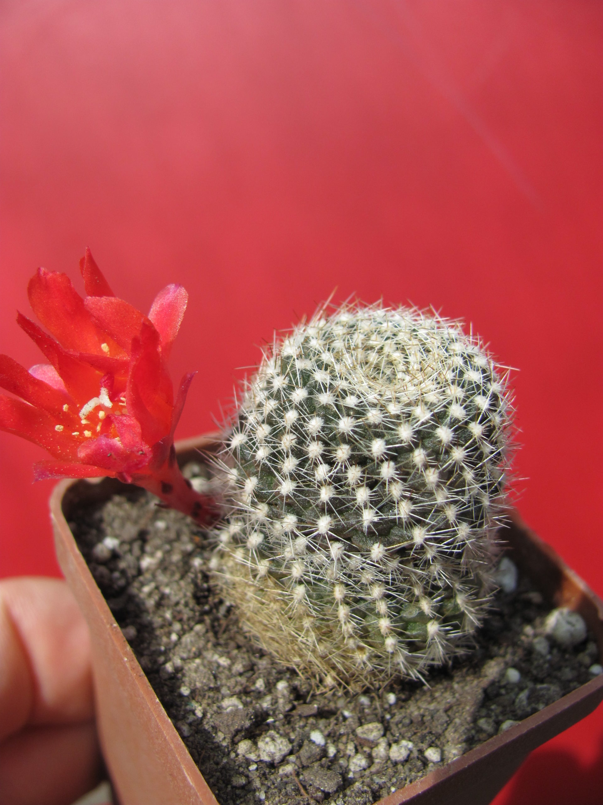 Rebutia   krainziana