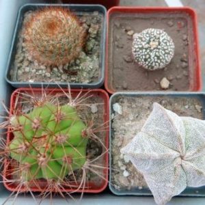cactus  mix 4 растения