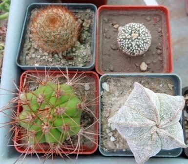 cactus  mix 4 растения
