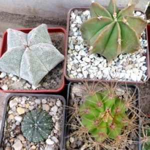 cactus  mix 4 растения