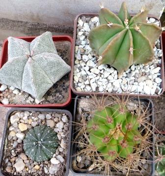 cactus  mix 4 растения