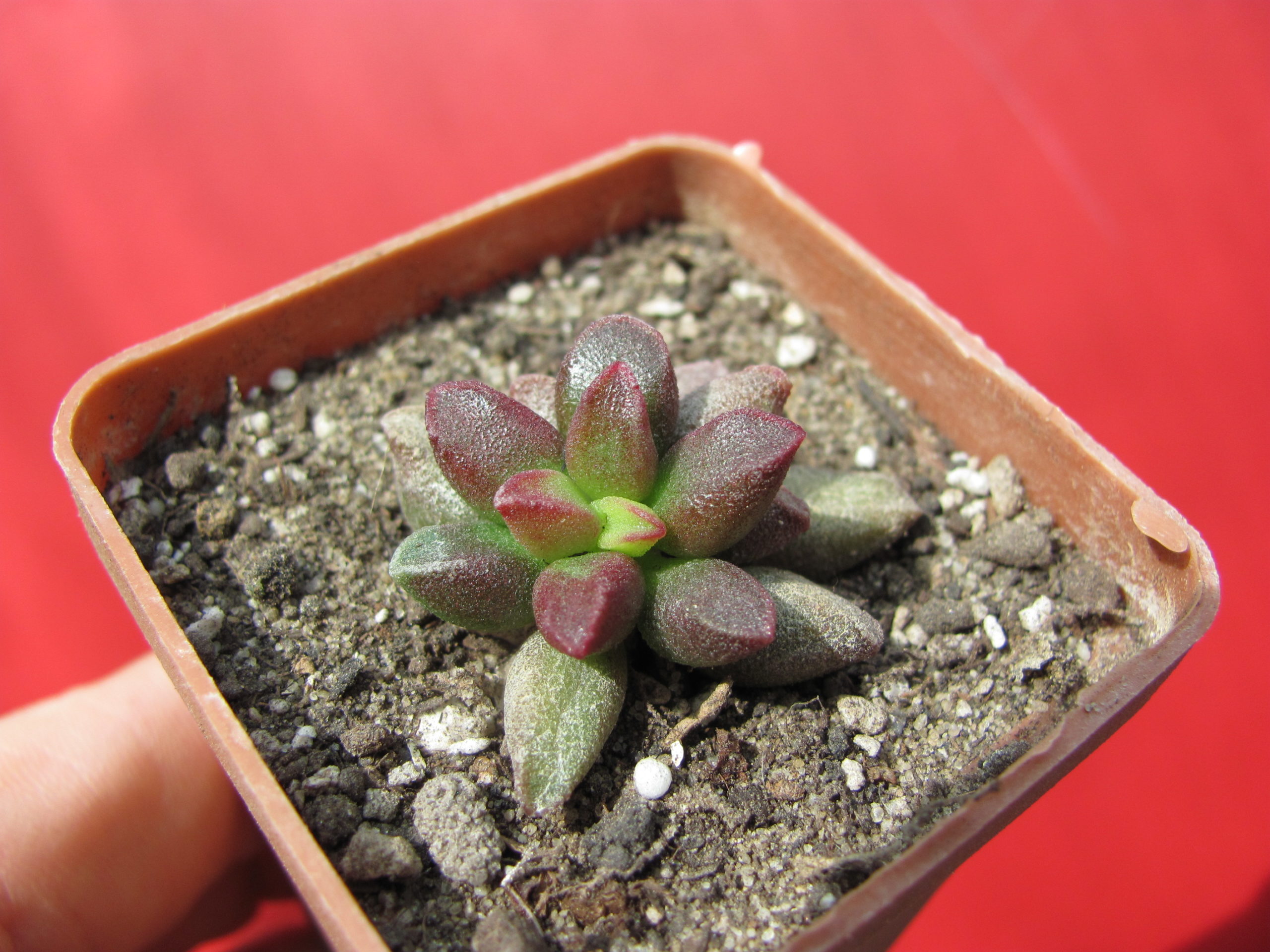 Adromischus  marianiae   *Tangua*
