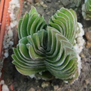 crassula buddha's temple