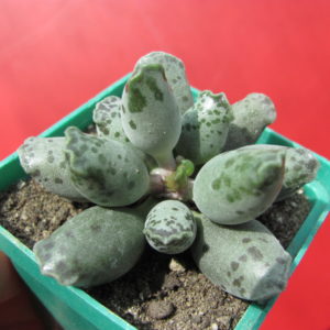 Adromischus   *Silver  Tubes*