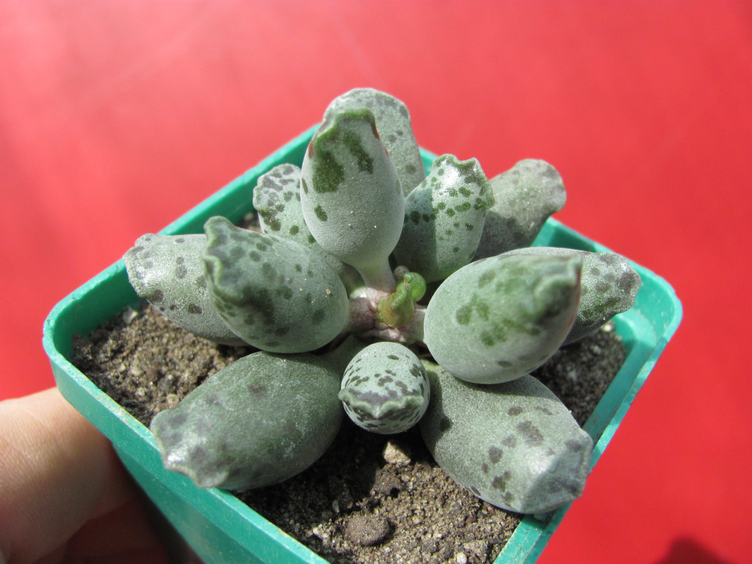 Adromischus   *Silver  Tubes*