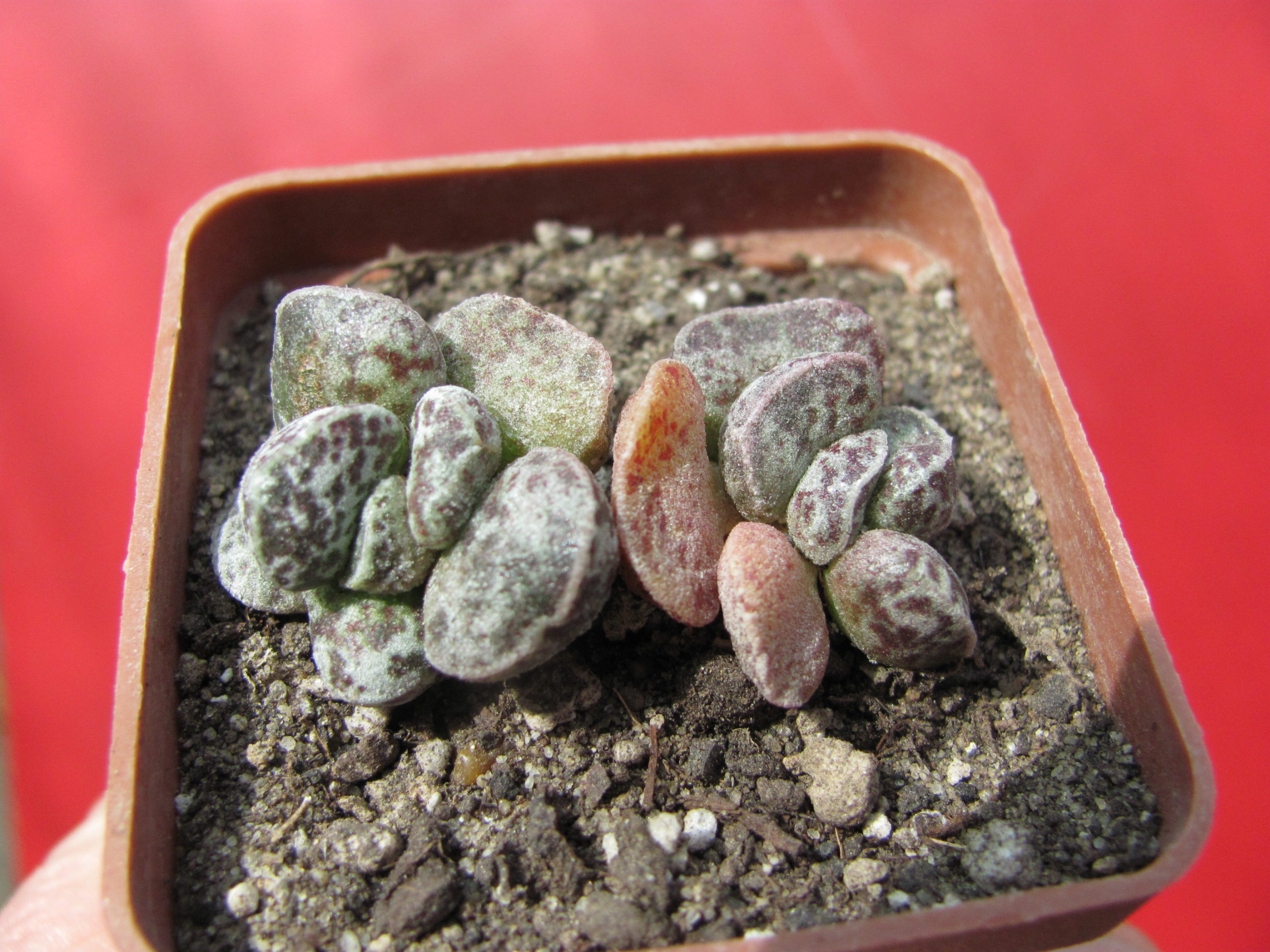 Adromischus  marianiae   * Bryan  Makin*
