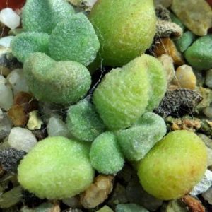 adromischus marianiae alveolatus oviferum leaf