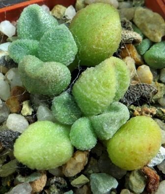 adromischus marianiae alveolatus oviferum leaf